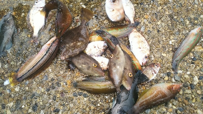 カワハギ食用サイズ