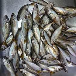 台風あとのアジング修行