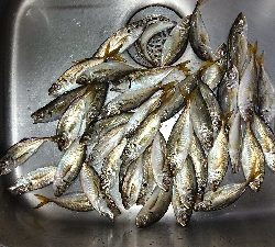 台風前にアジング修行