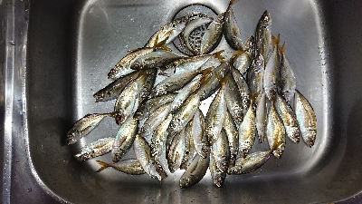 台風前にアジング修行