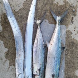 ハマチは何処に