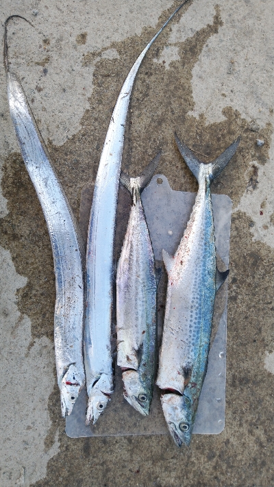 ハマチは何処に