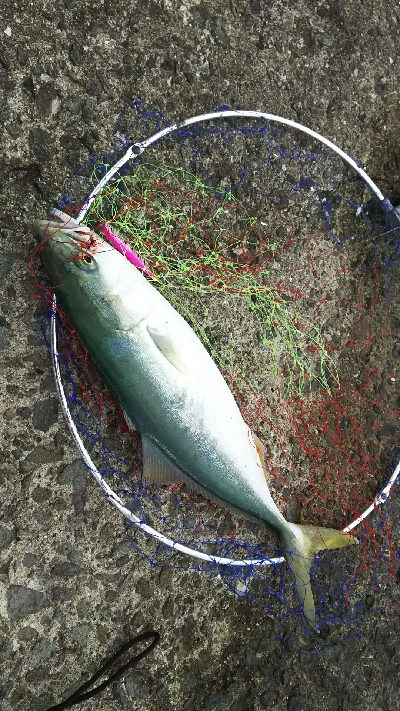 ショアジギング