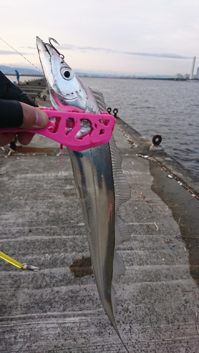 タチウオ時合い短いです。