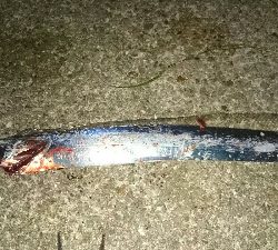 新子が釣れない❗