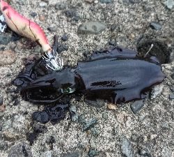 気がついたら釣れてたw