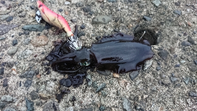 気がついたら釣れてたw