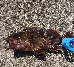 久しぶりの渡船