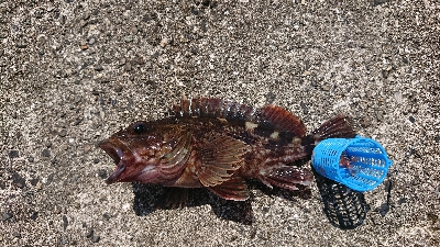 久しぶりの渡船