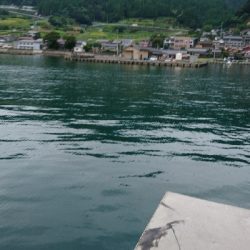 う～ん アオリ 渋い