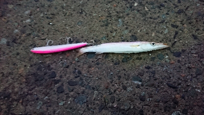 まさかの爆釣？