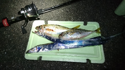 タチウオ・アジ