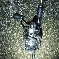 タチウオ・サゴシ