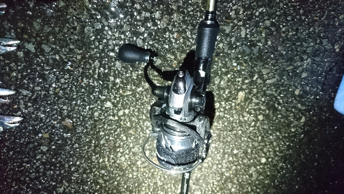 タチウオ・サゴシ