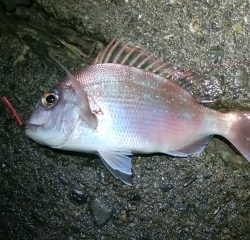 キス、真鯛、オオモンハタ