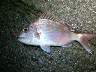 キス、真鯛、オオモンハタ