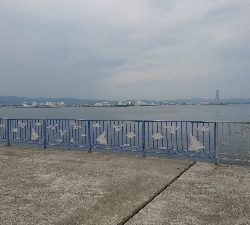 久しぶりのハマチ