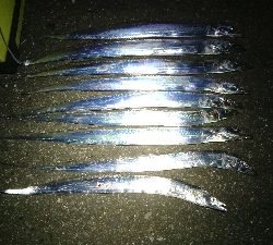 タチウオ・ハタ