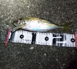 タチウオ・アジ