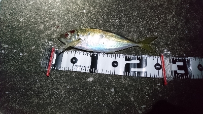 タチウオ・アジ