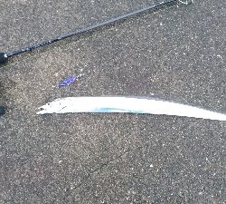 セイゴ・タチウオ