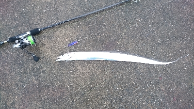 セイゴ・タチウオ