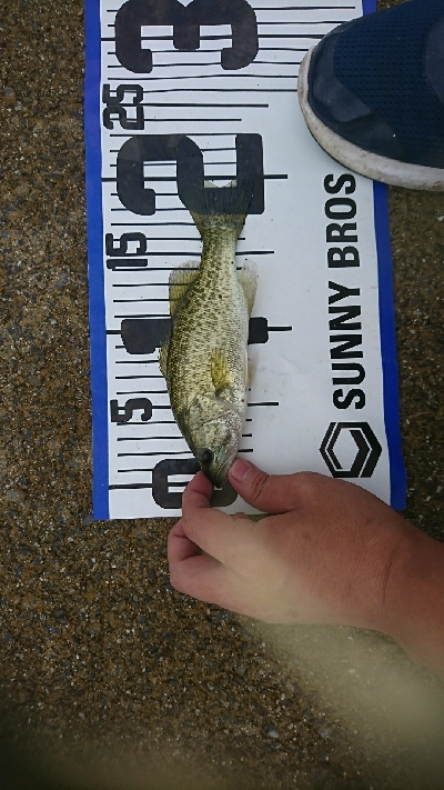 子バッチーパラダイス