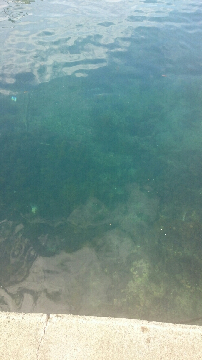 アオリイカは、不発。でも