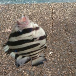 新港にかぎって…