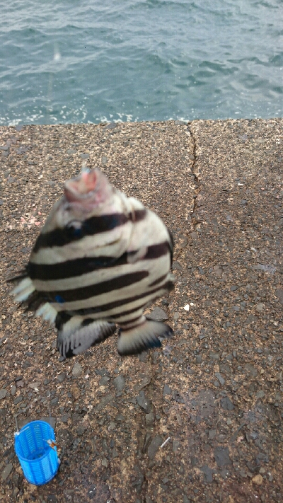 新港にかぎって…