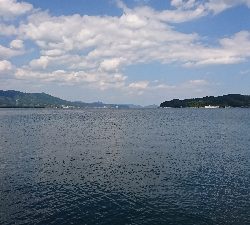 台風直後のイカ調査