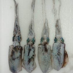 エギング byイカ臭い男達