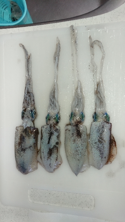 エギング byイカ臭い男達