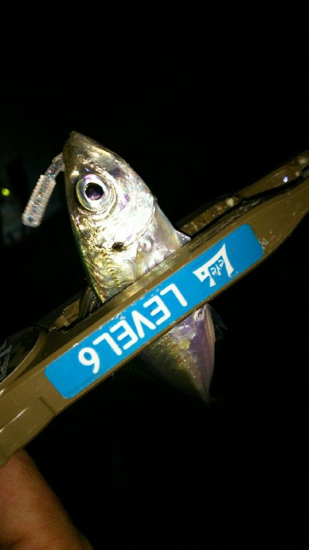 豆アジングでええメバル