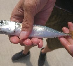 那珂湊遠征 サビキで五目釣り