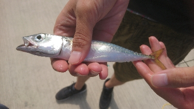 那珂湊遠征 サビキで五目釣り