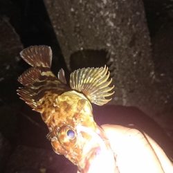 デカあじはどこに！