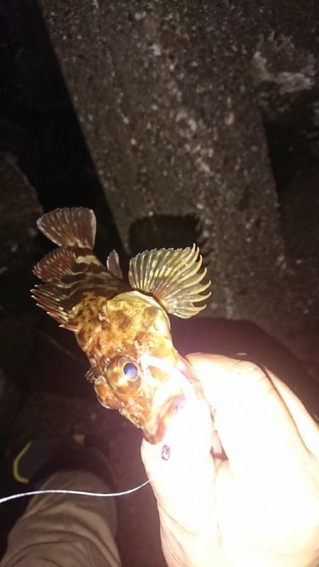 デカあじはどこに！