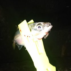 デカあじ釣れず