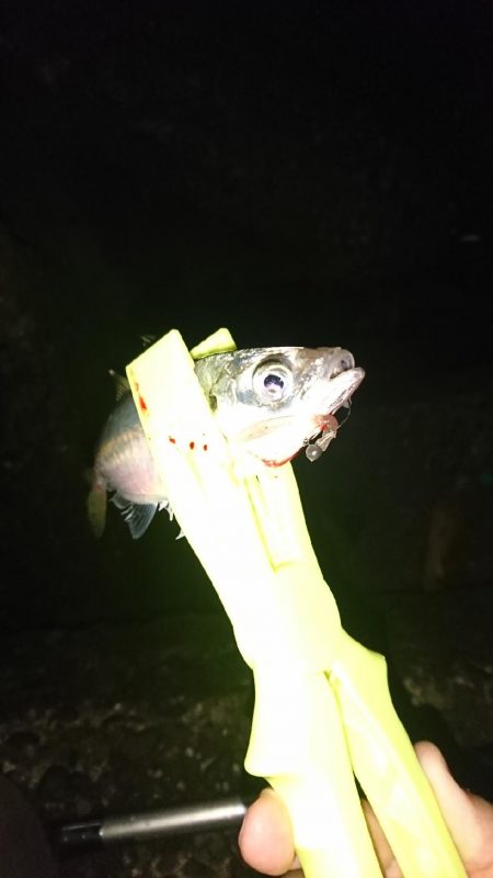 デカあじ釣れず