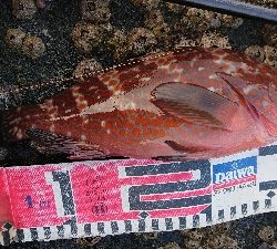 久しぶりの磯歩き(笑)