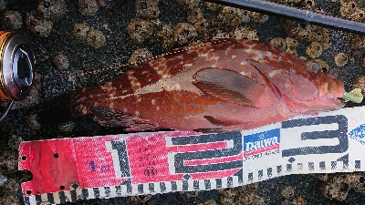 久しぶりの磯歩き(笑)