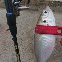 何とか5本釣れました(￣ω￣;)