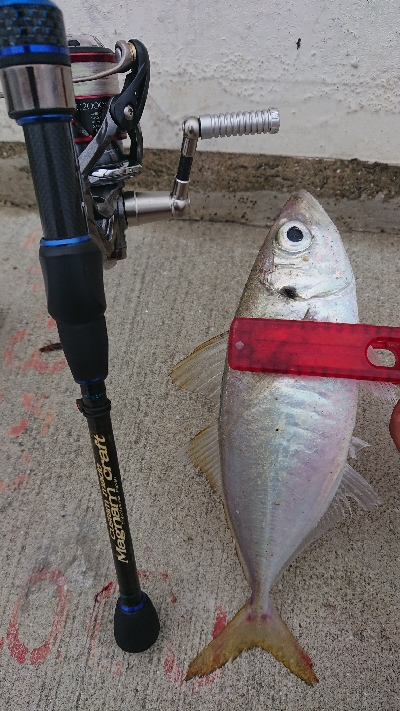 何とか5本釣れました(￣ω￣;)