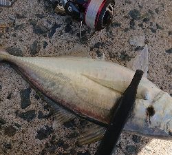 デカアジ確保！