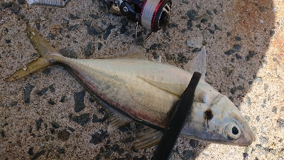 デカアジ確保！