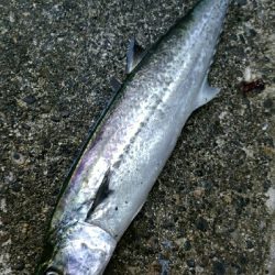 貴重なジアイ中に