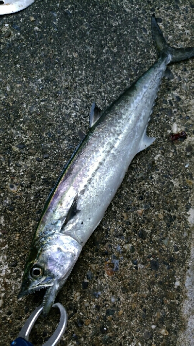 貴重なジアイ中に