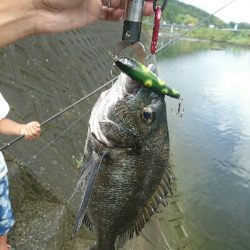 今日の釣果