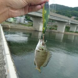 今日の釣果